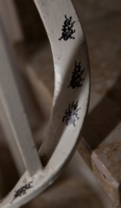 Emsig arbeitende Ameisen (Lasius niger)