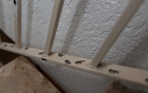 Emsig arbeitende Ameisen (Lasius niger)