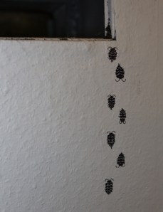 Kellerasseln 1 (Porcellio scaber)