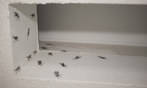 Heimchen mit Stimme 1 (Acheta domestica)