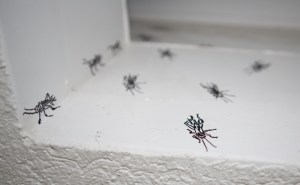 Heimchen mit Stimme 2 (Acheta domestica)