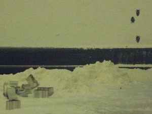 Kellerasseln 2 (Porcellio scaber)