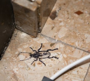 heimlaufender Hainlaufkäfer (Carabus nemoralis)