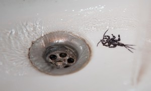 Eintagsfliegenlarve (Ephemera vulgata)